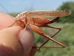 Platycleis intermedia