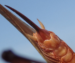 Platycleis intermedia