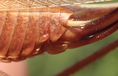 Platycleis intermedia