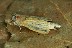 Phragmataecia castaneae