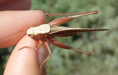 Platycleis intermedia