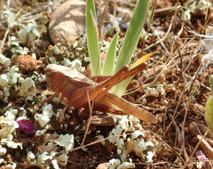 Platycleis intermedia