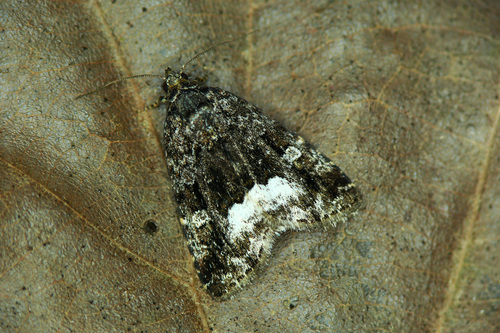 Juodbaltis Pelėdgalviukas nuotrauka