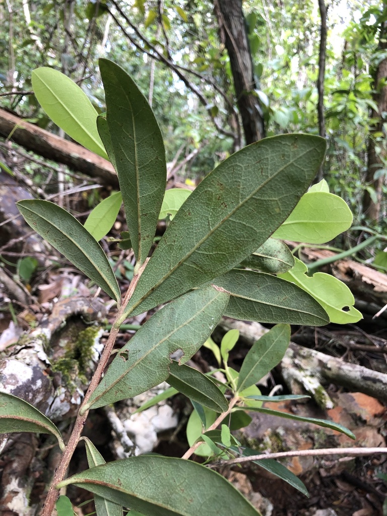 Daphnopsis helleriana