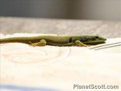 Phelsuma quadriocellata