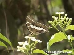 Papilio delalandei