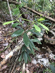 Daphnopsis helleriana