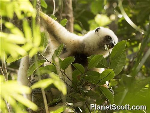 Silky Sifaka