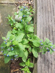 Pentaglottis sempervirens