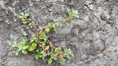 Parietaria judaica