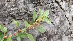 Parietaria judaica