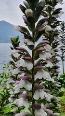 Acanthus mollis