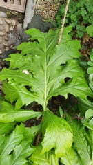 Acanthus mollis