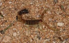 Parabuthus laevifrons