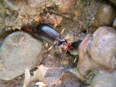 Nebria picicornis
