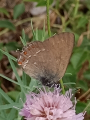 Satyrium ilicis