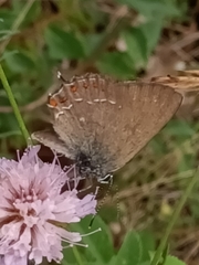 Satyrium ilicis