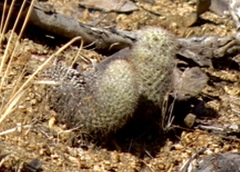 Mammillaria phitauiana