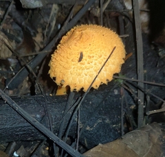 Agaricus trisulphuratus