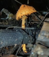Agaricus trisulphuratus