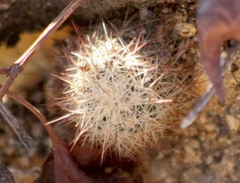 Mammillaria phitauiana