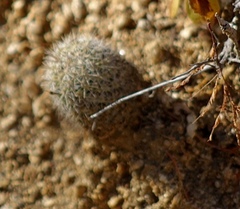 Mammillaria phitauiana