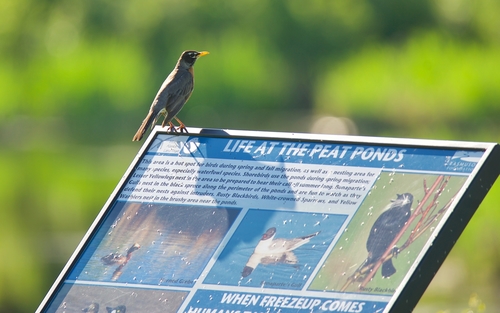 American Robin photographed in Alaska