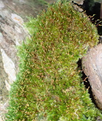 Sematophyllum