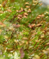 Sematophyllum
