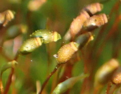 Sematophyllum