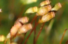 Sematophyllum