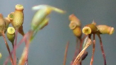 Sematophyllum