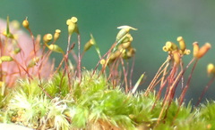 Sematophyllum