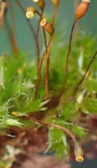 Sematophyllum