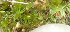 Sematophyllum