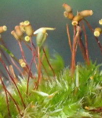 Sematophyllum