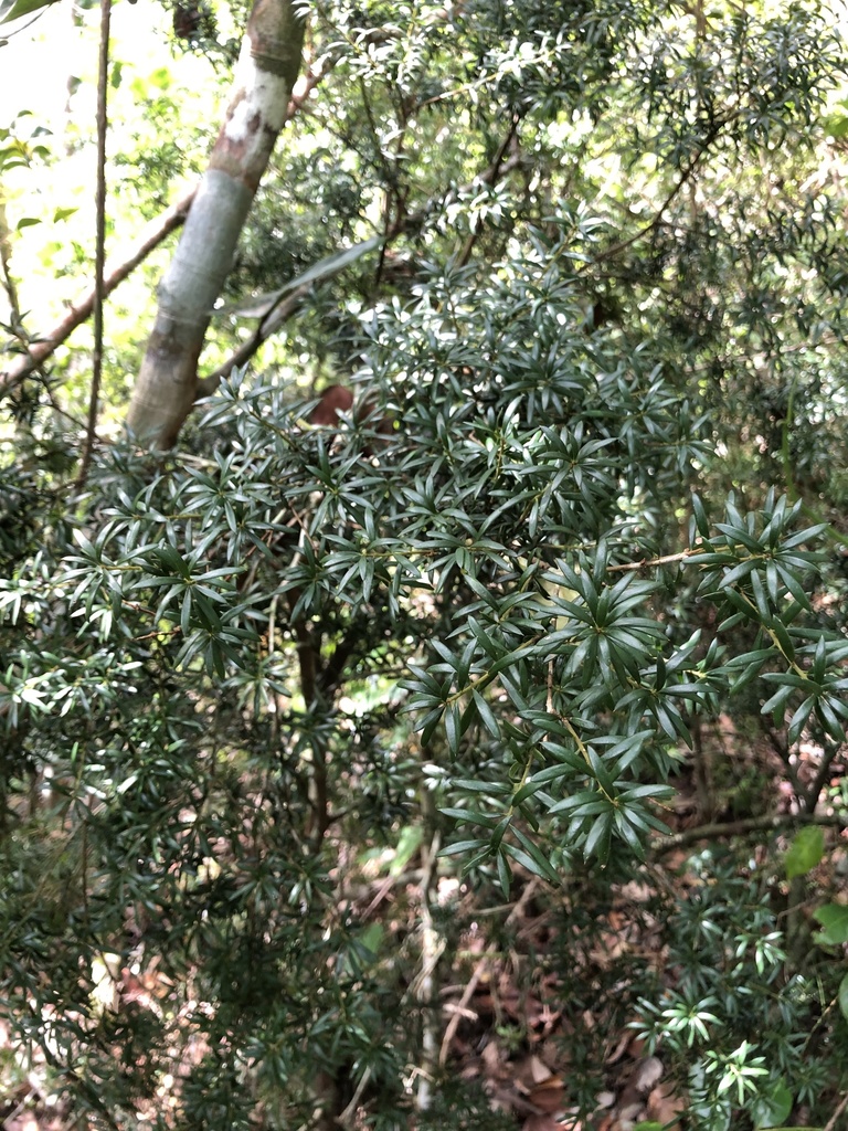 Bonellia pauciflora