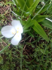 Weldenia candida