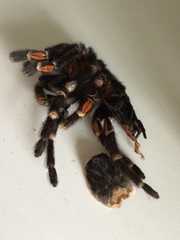 Brachypelma