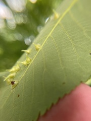Caryomyia inclinata