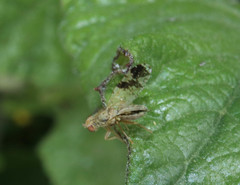 Tephritis hyoscyami