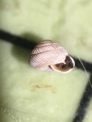 Strobilops
