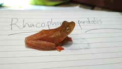 Rhacophorus pardalis