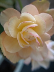 Begonia × tuberhybrida