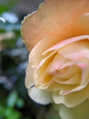 Begonia × tuberhybrida