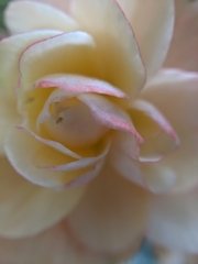 Begonia × tuberhybrida