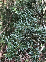 Bonellia pauciflora
