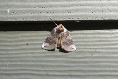 Euthyatira semicircularis