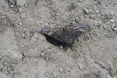 Erynnis persius
