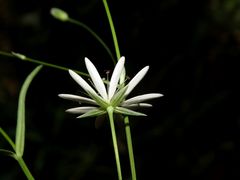Stellaria hebecalyx